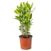 Laurus Nobilis - Laurier De Cuisine - Arbuste - Persistant – ⌀15 Cm - ↕30-45 Cm -VIDA Plantes Magasin 640b2035b40c32.58323890