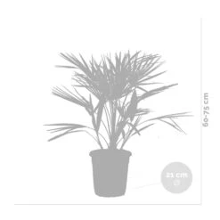 Chamaerops 'humilis' - Palmier Nain Européen - Palmier - Rustique – ⌀21 Cm - ↕60-75 Cm -VIDA Plantes Magasin 640b2038839908.05362833