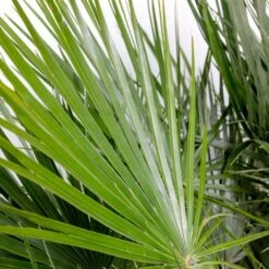 Chamaerops 'humilis' - Palmier Nain Européen - Palmier - Rustique – ⌀21 Cm - ↕60-75 Cm -VIDA Plantes Magasin 640b203886c264.75399730
