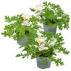 3x Pelargonium Graveolens – Géranium Citronné – Anti-moustique - Parfumé – ⌀10.5 Cm - ↕15-20 Cm 1 3x Pelargonium Graveolens – Géranium Citronné – Anti-moustique - Parfumé – ⌀10.5 Cm - ↕15-20 Cm -VIDA Plantes Magasin 640b20560f16b3.37603515