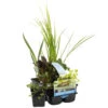 6x Mélange De Plantes De Bassin Purifiantes – Zone 2 & 3 – Faible Entretien - ⌀9 Cm - ↕05-20 Cm -VIDA Plantes Magasin 640b20666d0ea5.57822613