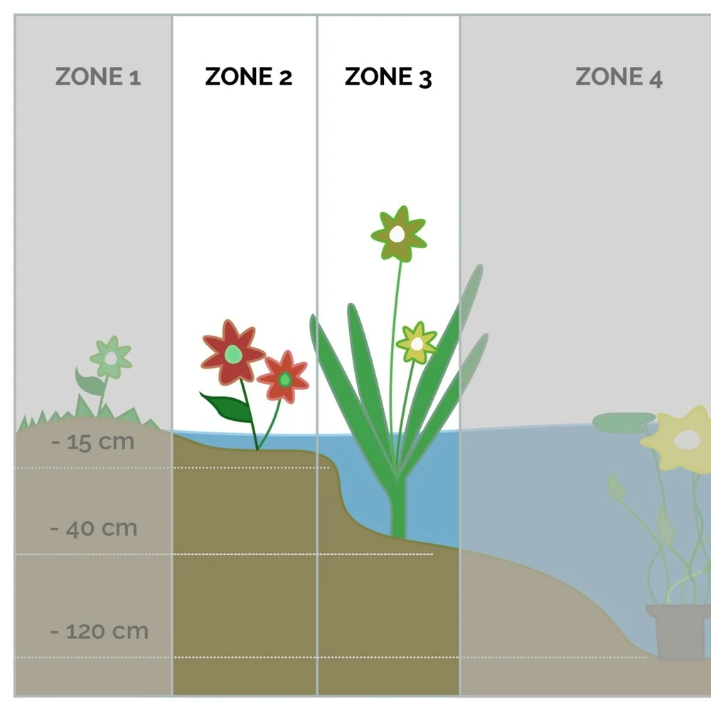 6x Mélange De Plantes De Bassin Riches En Oxygène - Zone 2 & 3 - ⌀9 Cm - ↕15-25 Cm 6 6x Mélange De Plantes De Bassin Riches En Oxygène - Zone 2 & 3 - ⌀9 Cm - ↕15-25 Cm – Image 4