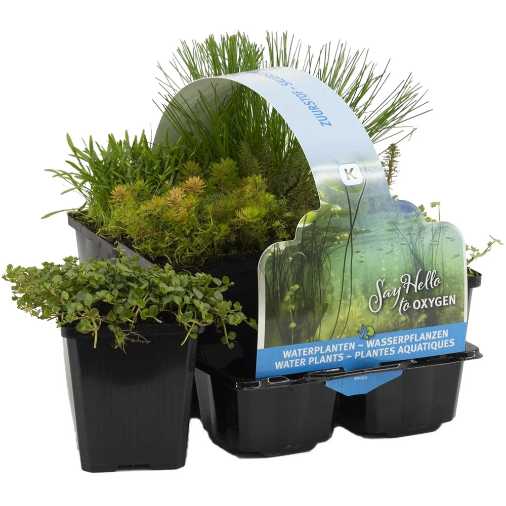 6x Mélange De Plantes De Bassin Riches En Oxygène - Zone 2 & 3 - ⌀9 Cm - ↕15-25 Cm 3 6x Mélange De Plantes De Bassin Riches En Oxygène - Zone 2 & 3 - ⌀9 Cm - ↕15-25 Cm