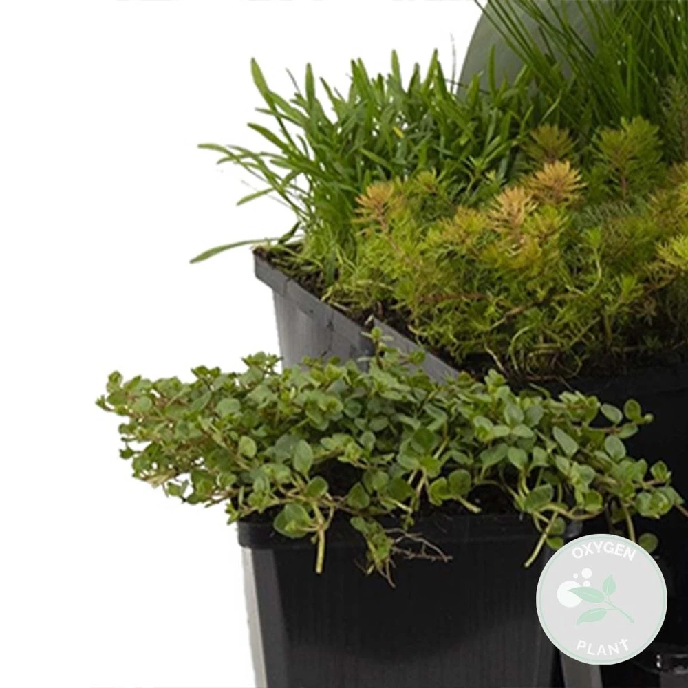 6x Mélange De Plantes De Bassin Riches En Oxygène - Zone 2 & 3 - ⌀9 Cm - ↕15-25 Cm 4 6x Mélange De Plantes De Bassin Riches En Oxygène - Zone 2 & 3 - ⌀9 Cm - ↕15-25 Cm – Image 2