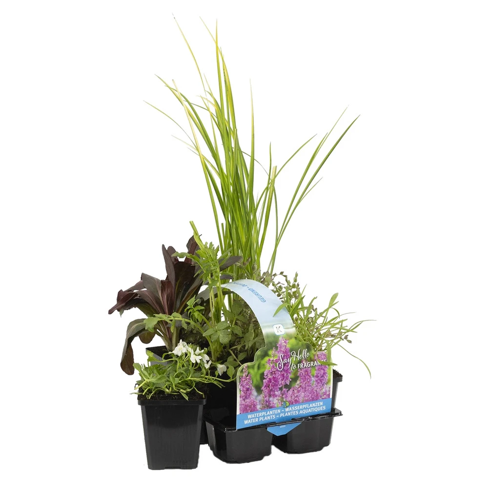 6x Mélange De Plantes Parfumées Pour Bassin – Zone 2 & 3 – Faible Entretien - ⌀9 Cm - ↕15-25 Cm 3 6x Mélange De Plantes Parfumées Pour Bassin – Zone 2 & 3 – Faible Entretien - ⌀9 Cm - ↕15-25 Cm