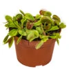 Dionaea Muscipula – Plante Carnivore – Peu D'entretien – ⌀12 Cm – ↕10-15 Cm -VIDA Plantes Magasin 640b20a5ee2c25.82258999