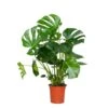 Monstera Deliciosa - Plante Trouée - Plante D'intérieur - Purificateur D'air – ⌀21 Cm - ↕70-80 Cm 2 Monstera Deliciosa - Plante Trouée - Plante D'intérieur - Purificateur D'air – ⌀21 Cm - ↕70-80 Cm -VIDA Plantes Magasin 640b20b6623dd5.70271821