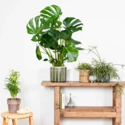 Monstera Deliciosa - Plante Trouée - Plante D'intérieur - Purificateur D'air – ⌀21 Cm - ↕70-80 Cm -VIDA Plantes Magasin 640b20b66958b4.75271986
