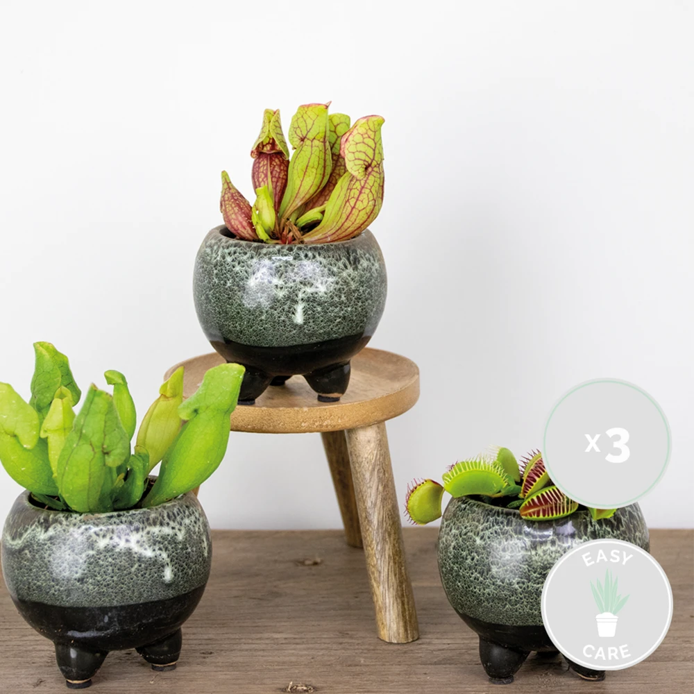 3x Mélange De Plantes Carnivores – Plante Des Marais – Entretien Facile⌀6 Cm ⌀05-10 Cm 4 3x Mélange De Plantes Carnivores – Plante Des Marais – Entretien Facile⌀6 Cm ⌀05-10 Cm – Image 2
