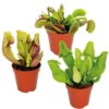 3x Mélange De Plantes Carnivores – Plante Des Marais – Entretien Facile⌀6 Cm ⌀05-10 Cm 1 3x Mélange De Plantes Carnivores – Plante Des Marais – Entretien Facile⌀6 Cm ⌀05-10 Cm -VIDA Plantes Magasin 640b20c6cbef95.38315246