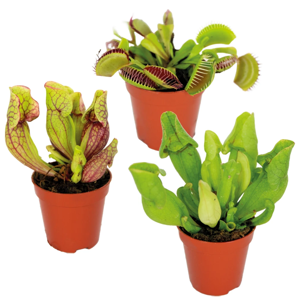 3x Mélange De Plantes Carnivores – Plante Des Marais – Entretien Facile⌀6 Cm ⌀05-10 Cm 3 3x Mélange De Plantes Carnivores – Plante Des Marais – Entretien Facile⌀6 Cm ⌀05-10 Cm