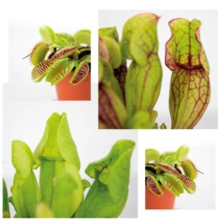 3x Mélange De Plantes Carnivores – Plante Des Marais – Entretien Facile⌀6 Cm ⌀05-10 Cm 8 3x Mélange De Plantes Carnivores – Plante Des Marais – Entretien Facile⌀6 Cm ⌀05-10 Cm -VIDA Plantes Magasin 640b20c6d39006.33986623