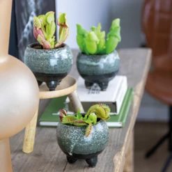 3x Mélange De Plantes Carnivores – Plante Des Marais – Entretien Facile⌀6 Cm ⌀05-10 Cm 9 3x Mélange De Plantes Carnivores – Plante Des Marais – Entretien Facile⌀6 Cm ⌀05-10 Cm -VIDA Plantes Magasin 640b20c6d93a55.84252896