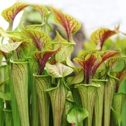 2x Sarracenia 'juthatip Soper' – Plante Carnivore – Entretien Facile ⌀12 Cm – ↕10-20cm -VIDA Plantes Magasin 640b20de0d95e6.50661912