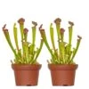 2x Sarracenia 'juthatip Soper' – Plante Carnivore – Entretien Facile ⌀12 Cm – ↕10-20cm -VIDA Plantes Magasin 640b20de1bd8a6.68151714