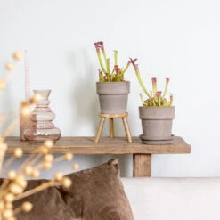 2x Sarracenia 'juthatip Soper' – Plante Carnivore – Entretien Facile ⌀12 Cm – ↕10-20cm -VIDA Plantes Magasin 640b20de202773.22562993