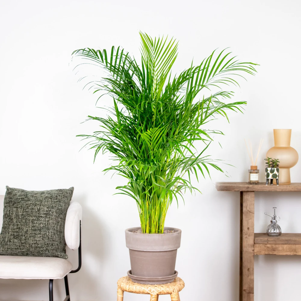 Dypsis Lutescens - Palmier Dorés - Plante D'intérieur - Entretien Facile – ⌀24 Cm - ↕120-130 Cm 6 Dypsis Lutescens - Palmier Dorés - Plante D'intérieur - Entretien Facile – ⌀24 Cm - ↕120-130 Cm – Image 4