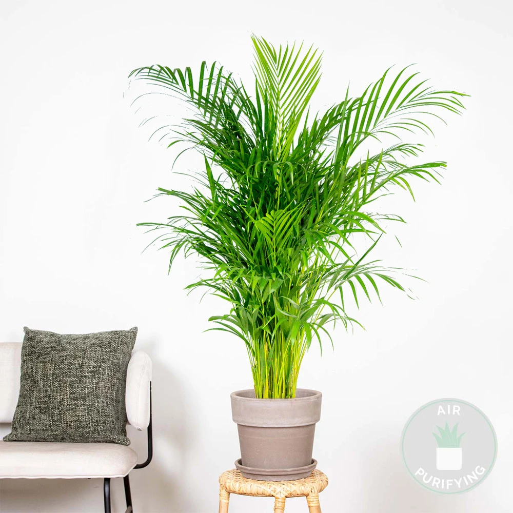Dypsis Lutescens - Palmier Dorés - Plante D'intérieur - Entretien Facile – ⌀24 Cm - ↕120-130 Cm 4 Dypsis Lutescens - Palmier Dorés - Plante D'intérieur - Entretien Facile – ⌀24 Cm - ↕120-130 Cm – Image 2
