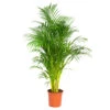 Dypsis Lutescens - Palmier Dorés - Plante D'intérieur - Entretien Facile – ⌀24 Cm - ↕140-150 Cm 1 Dypsis Lutescens - Palmier Dorés - Plante D'intérieur - Entretien Facile – ⌀24 Cm - ↕140-150 Cm -VIDA Plantes Magasin 640b210165f7b4.40980862