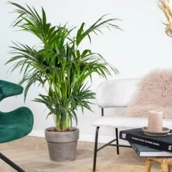 Howea Forsteriana - Palmier Kentia - Plante D'intérieur - Purificateur D'air – ⌀24 Cm - ↕120-130 Cm -VIDA Plantes Magasin 640b2102da86e5.91390726