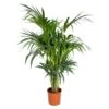 Howea Forsteriana - Palmier Kentia - Plante D'intérieur - Purificateur D'air – ⌀24 Cm - ↕120-130 Cm -VIDA Plantes Magasin 640b2102de9e56.63222061