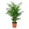 Chamaedorea Elegans - Palmier Nain Mexicain - Purificateur D'air – ⌀17 Cm - ↕50-60 Cm -VIDA Plantes Magasin 640b21045201e9.32353104