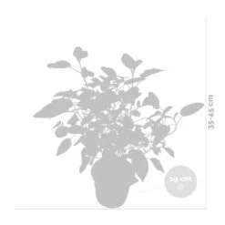 2x Hortensia 'little Lime' - Panicule D'hortensia - Vert - Arbuste - Rustique - ⌀19 Cm - ↕35-45 Cm -VIDA Plantes Magasin 640b7511d16b77.45638567