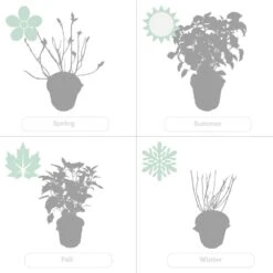 2x Hortensia 'little Lime' - Panicule D'hortensia - Vert - Arbuste - Rustique - ⌀19 Cm - ↕35-45 Cm -VIDA Plantes Magasin 640b7511d9d976.16440964