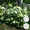 2x Hortensia 'little Lime' - Panicule D'hortensia - Vert - Arbuste - Rustique - ⌀19 Cm - ↕35-45 Cm -VIDA Plantes Magasin 640b7511e752b3.46838987