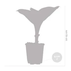 6x Hosta Sieboldiana 'elegans' - Lys Coeur - Vivace - Rustique – ⌀9 Cm - ↕10-15 Cm -VIDA Plantes Magasin 640b75156e61a4.60441110