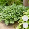6x Hosta Sieboldiana 'elegans' - Lys Coeur - Vivace - Rustique – ⌀9 Cm - ↕10-15 Cm -VIDA Plantes Magasin 640b751572b1d6.29666639