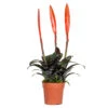 Vriesea Era – Torch Bromelia – Plante D'intérieur – Peu D'entretien – ⌀12 Cm – ↕40-50 Cm -VIDA Plantes Magasin 640b751917ca98.66444288