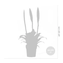 Vriesea Era – Torch Bromelia – Plante D'intérieur – Peu D'entretien – ⌀12 Cm – ↕40-50 Cm -VIDA Plantes Magasin 640b75191d7d17.63926788