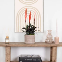 Vriesea Era – Torch Bromelia – Plante D'intérieur – Peu D'entretien – ⌀12 Cm – ↕40-50 Cm -VIDA Plantes Magasin 640b75192e1106.98667861