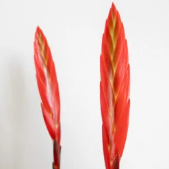 Vriesea Era – Torch Bromelia – Plante D'intérieur – Peu D'entretien – ⌀12 Cm – ↕40-50 Cm -VIDA Plantes Magasin 640b7519494c11.65957353