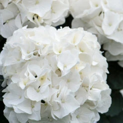 3x Hydrangea Macrophylla 'wudu' – Hortensia – Arbuste - Rustique – ⌀10.5 Cm - ↕20-25 Cm -VIDA Plantes Magasin 640b7529a49fd4.69121080