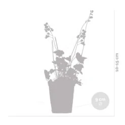 Heuchera Sanguinea 'splendens' - Campanule Pourpre - Vivace - Rustique – ⌀9 Cm - ↕10-15 Cm -VIDA Plantes Magasin 640b752ad553f4.50191708