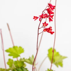 Heuchera Sanguinea 'splendens' - Campanule Pourpre - Vivace - Rustique – ⌀9 Cm - ↕10-15 Cm -VIDA Plantes Magasin 640b752b05fdc2.66973762