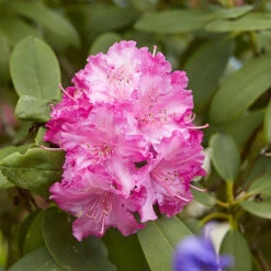3x Rhododendron Mix – Rhododendron – Arbuste – Persistant – ⌀09 Cm - ↕15-20 Cm -VIDA Plantes Magasin 640b752eae9785.63393830