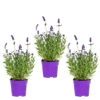 3x Lavandula Angustifolia 'ardèche Blue' - Lavande - Arbuste - Rustique – ⌀10.5 Cm - ↕10-15 Cm -VIDA Plantes Magasin 640b75312c0a23.64991701
