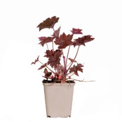Heuchera Micrantha 'palace Purple' - Campanule - Vivace - Rustique – ⌀9 Cm - ↕10-15 Cm -VIDA Plantes Magasin 640b75364d88f4.69351968
