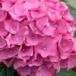 3x Hydrangea Macrophylla 'early Pink' - Hortensia - Arbuste - Rustique – ⌀10.5 Cm - ↕20-25 Cm -VIDA Plantes Magasin 640b75390710b1.57621117