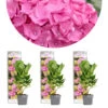 3x Hydrangea Macrophylla 'early Pink' - Hortensia - Arbuste - Rustique – ⌀10.5 Cm - ↕20-25 Cm -VIDA Plantes Magasin 640b75390c57b2.49500350