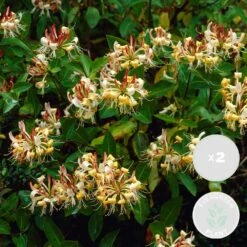 2x Lonicera Henryi – Chèvrefeuille – Plante Grimpante – Persistant – ⌀15 Cm - ↕60-70 Cm