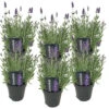 6x Lavandula Angustifolia 'ardèche' - Lavande - Arbuste - Rustique – ⌀12 Cm - ↕20-25 Cm