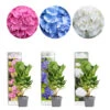 3x Hydrangea Macrophylla Mix – Hortensia – Arbuste - Rustique – ⌀10.5 Cm - ↕20-25 Cm 1 3x Hydrangea Macrophylla Mix – Hortensia – Arbuste - Rustique – ⌀10.5 Cm - ↕20-25 Cm -VIDA Plantes Magasin 640b7551260963.66529080