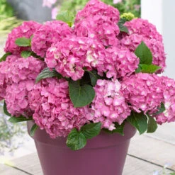 3x Hydrangea Macrophylla Mix – Hortensia – Arbuste - Rustique – ⌀10.5 Cm - ↕20-25 Cm -VIDA Plantes Magasin 640b755130da50.05303611