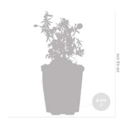 6x Geranium Sanguineum - Géranium Sanguin - Plante D'extérieur - Peu D'entretien – ⌀9 Cm - ↕10-15 Cm -VIDA Plantes Magasin 640b755da57f39.57781406