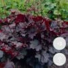 3x Heuchera Micrantha 'palace Purple' - Purple Bell - Vivace - Rustique – ⌀9 Cm - ↕10-15 Cm -VIDA Plantes Magasin 640b7565b21642.99853932