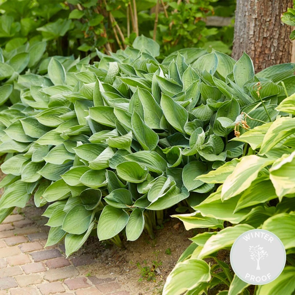 Hosta Sieboldiana 'elegans' - Lys Coeur - Vivace - Rustique – ⌀9 Cm - ↕10-15 Cm 3 Hosta Sieboldiana 'elegans' - Lys Coeur - Vivace - Rustique – ⌀9 Cm - ↕10-15 Cm